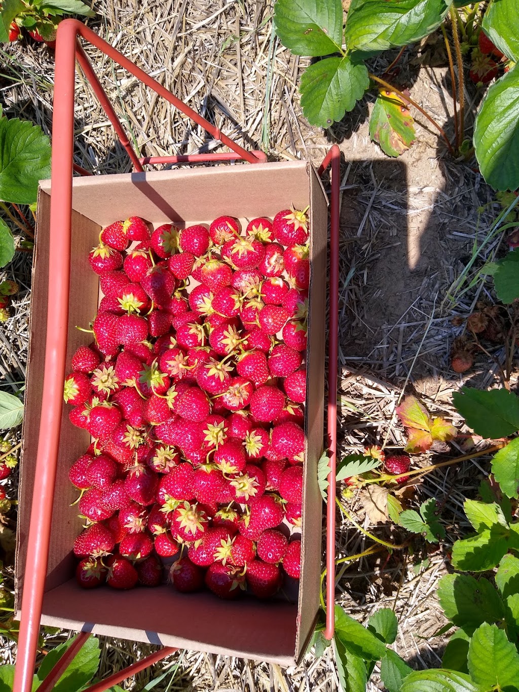 Rods Berry Farm | 28624 Zodiac St NE, North Branch, MN 55056, USA | Phone: (651) 674-8765
