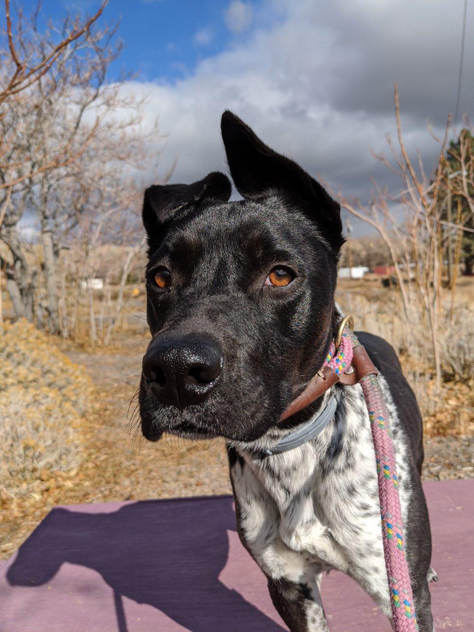Canine Rehabilitation Center and Cat Sanctuary | 555 US-395 N, New Washoe City, NV 89704 | Phone: (775) 800-1906