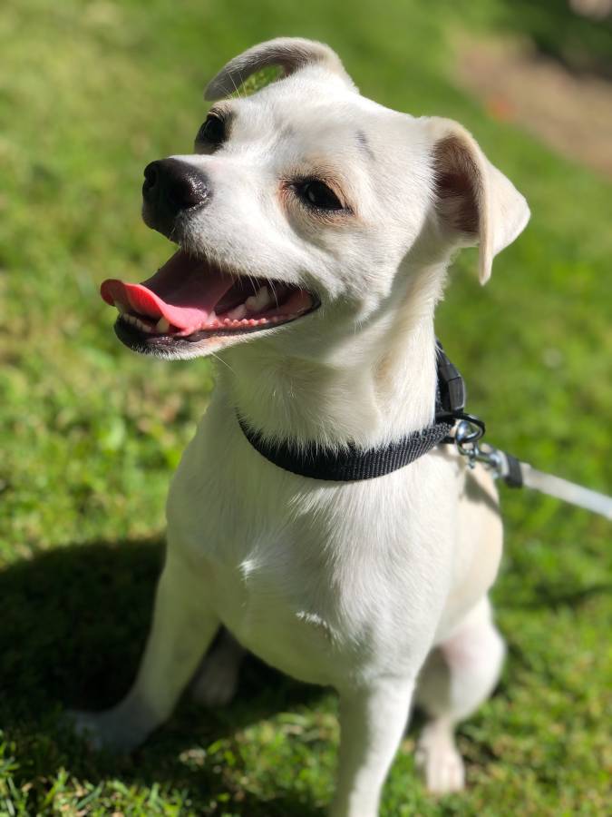 Larry J Marsalli Dog Park | 1425 Lafayette St, Santa Clara, CA 95050, USA | Phone: (408) 247-1988