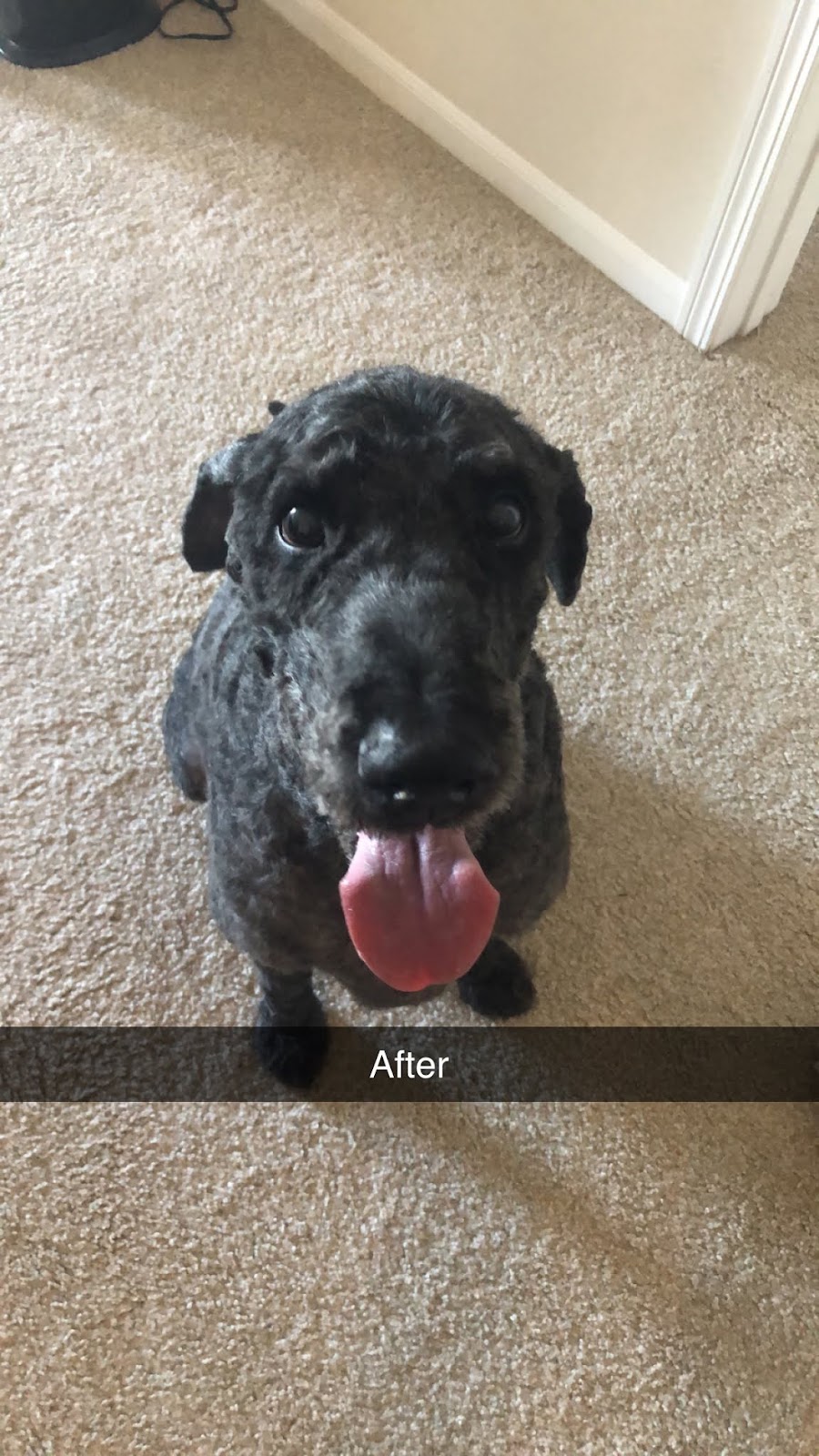 Doggie Styles | 471 Newell St, Painesville, OH 44077, USA | Phone: (440) 639-1787