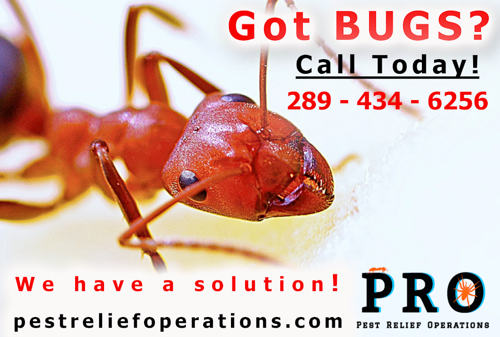 Pest Relief Operations | 267 Niagara St, St. Catharines, ON L2M 5N2, Canada | Phone: (289) 434-6256