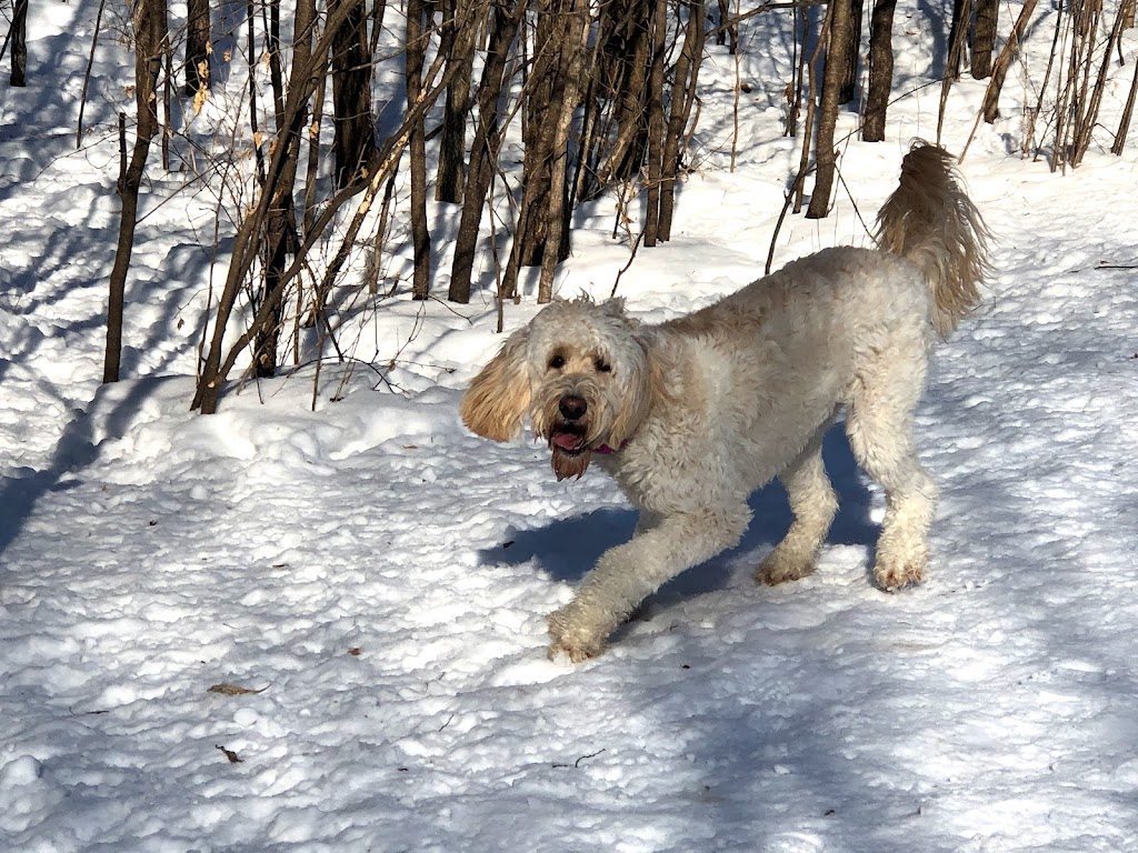 Dakota Woods Fee Dog Park | 16470 Blaine Ave, Rosemount, MN 55068, USA | Phone: (952) 891-7000