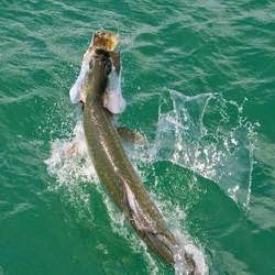 Tampa Fishing Charters - Fly fishing Tampa | W Courtney Campbell Causeway, Tampa, FL 33607, USA | Phone: (813) 419-2341