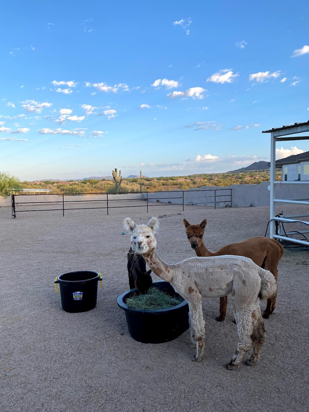 Cactus Hills Alpaca Farm | 40406 N 6th Ave, Phoenix, AZ 85086, USA | Phone: (503) 997-8120