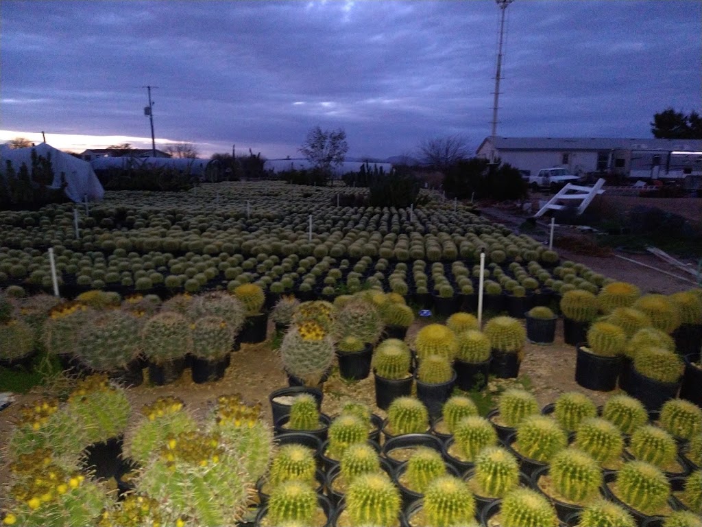 Silvers Cactus Nursery | 28826 213th Ave, Wittmann, AZ 85361, USA | Phone: (602) 486-3113