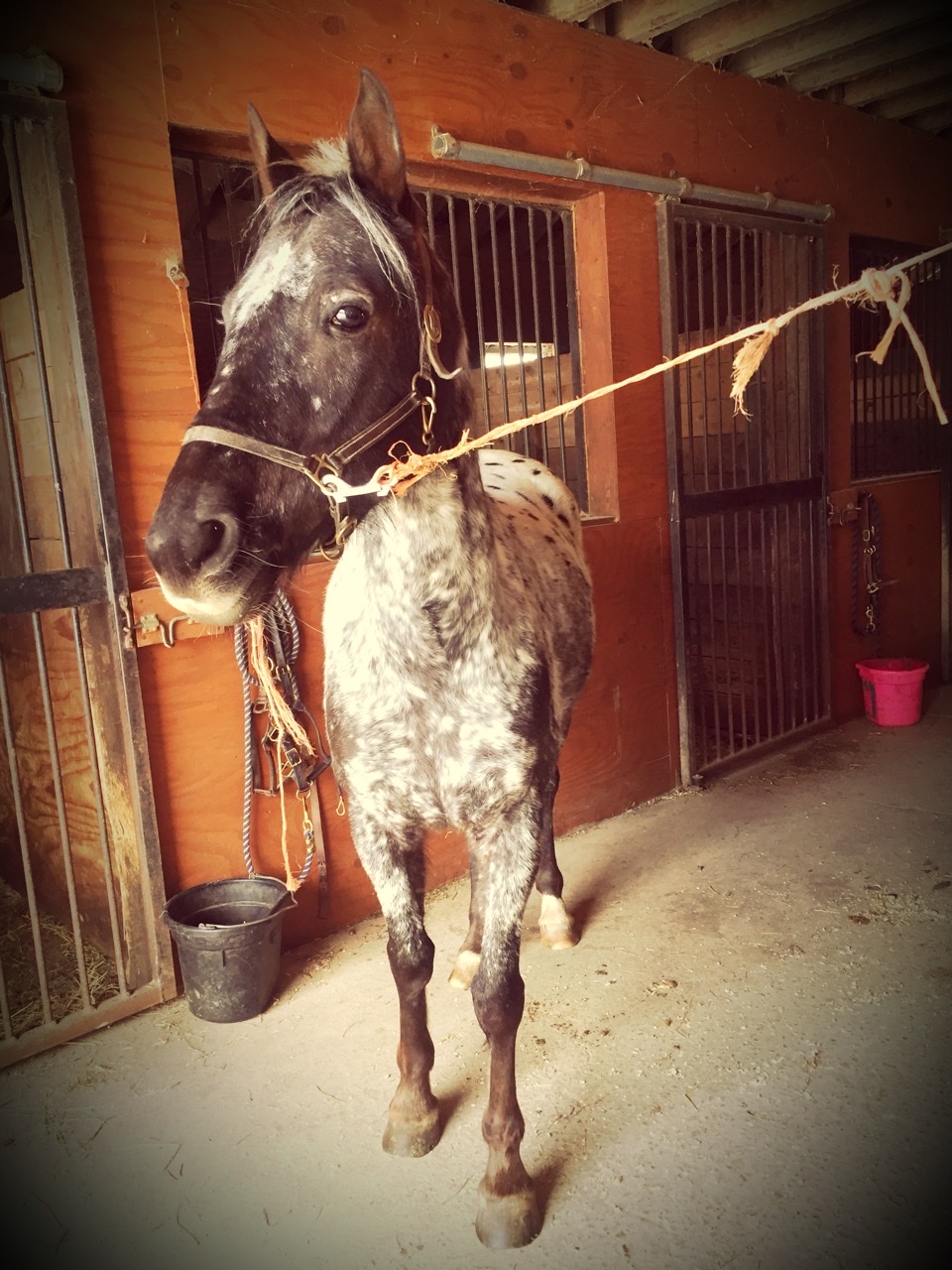 Chavin Equestrian Center | 130 Loweree Rd, Nassau, NY 12123, USA | Phone: (518) 766-3411