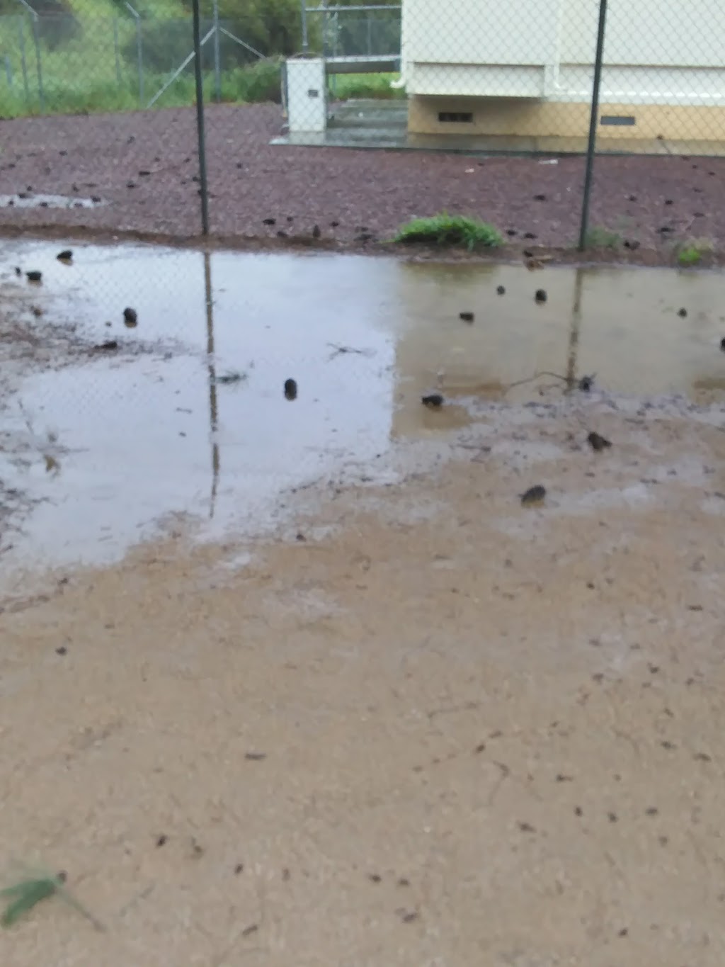 Miyuki Dog Park | San Jose, CA 95119, USA | Phone: (408) 535-3570