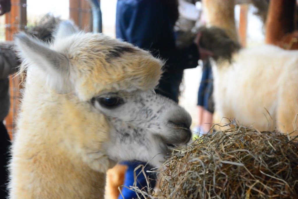 Fox Wire Farm Alpacas | 300 Turners Neck Rd, Toano, VA 23168, USA | Phone: (757) 707-5052