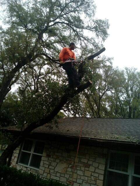 Adeleyvis Vazquez trees service | 240 goodwin ct, Lockhart, TX 78644, USA | Phone: (786) 239-5711