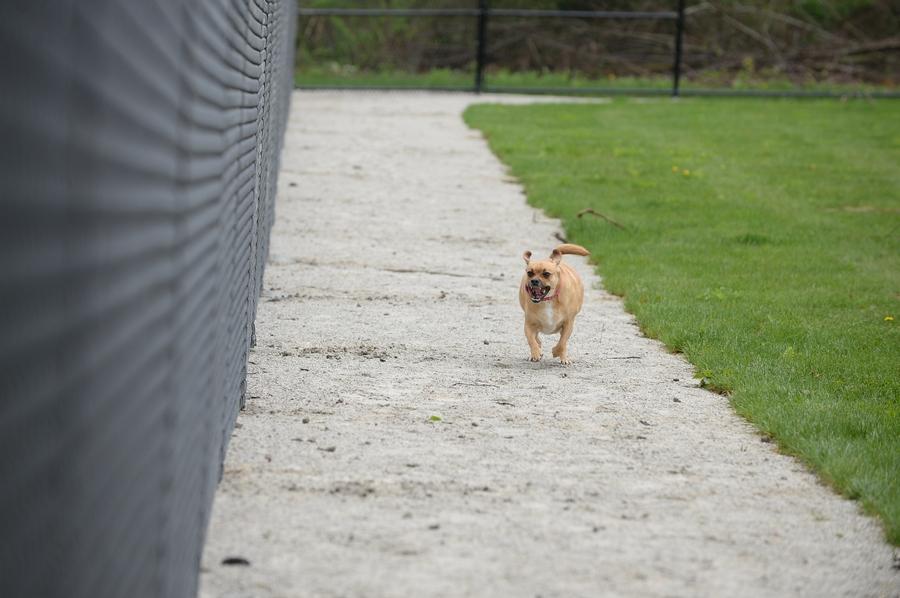 Ariss Park Dog Run | Canton, OH 44720, USA | Phone: (330) 896-4176