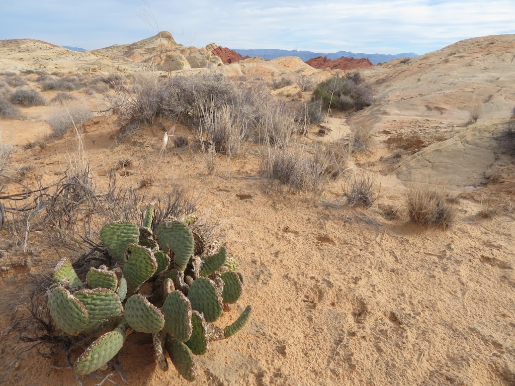 Fire Canyon / Silica Dome | Overton, NV 89040, USA | Phone: (702) 397-2088