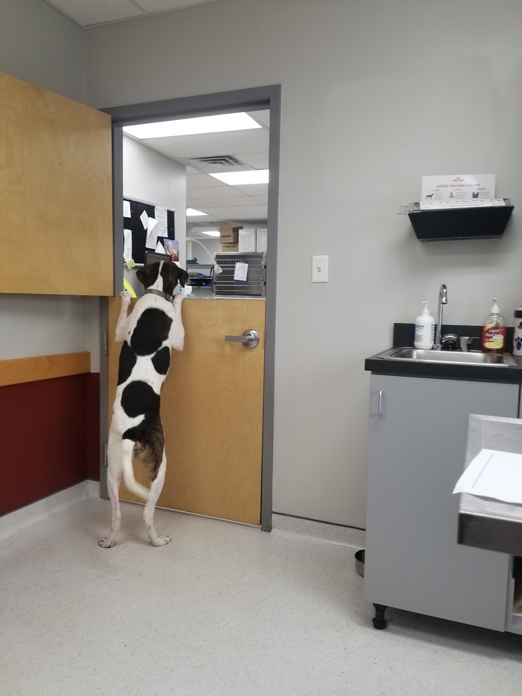 Romaine Creek Veterinary Center | 821 Romaine Creek Rd, Fenton, MO 63026, USA | Phone: (636) 717-1200