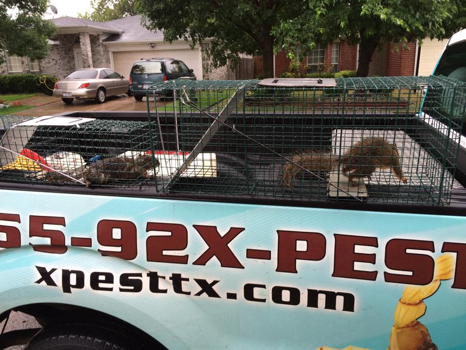 XPest Termite Pest and Lawn | 106 Corona Ct, Fort Worth, TX 76108, USA | Phone: (817) 953-6560