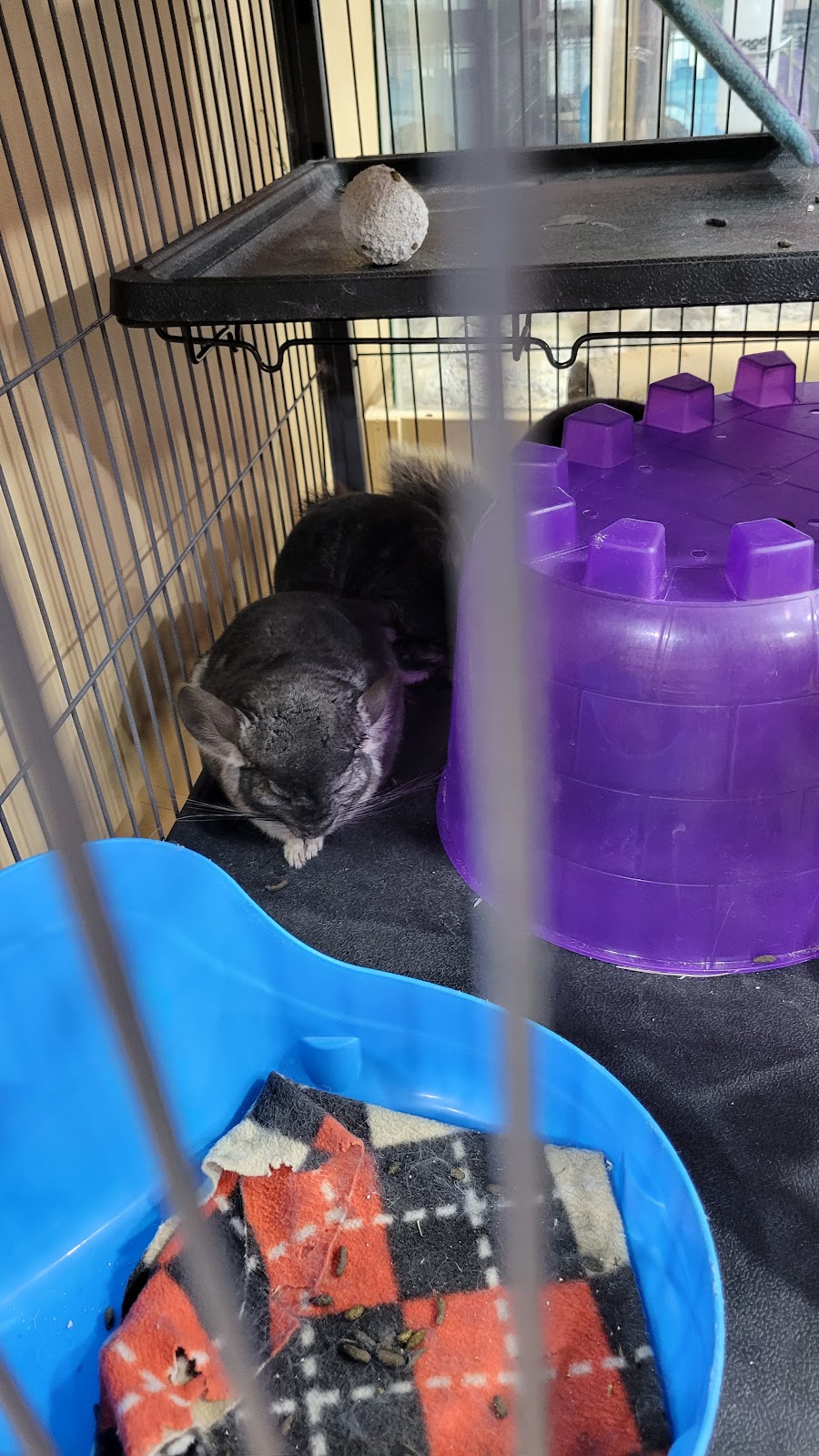 Petland Bolingbrook | The Promenade at Bolingbrook, Petland 744 E Boughton Rd, Bolingbrook, IL 60440, USA | Phone: (630) 739-1213