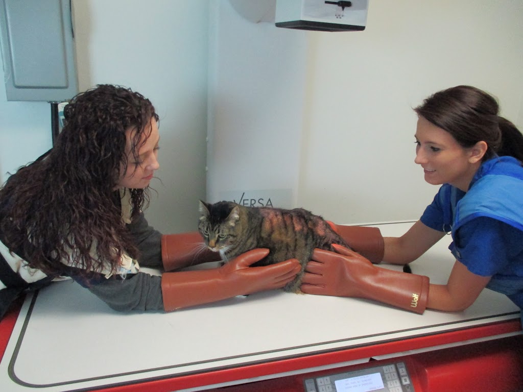 Aberdeen Animal Hospital | 11 E Golf Rd, Des Plaines, IL 60016, USA | Phone: (847) 699-8387