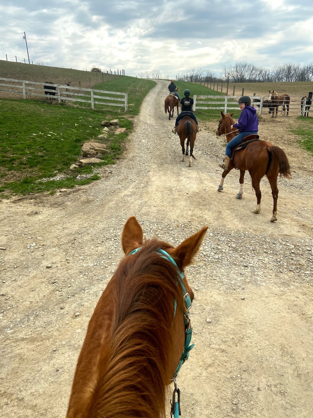 Cedar Grove Farm Horse Boarding | 64 Meneely Rd, Burgettstown, PA 15021, USA | Phone: (304) 312-8003