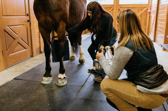 Evergreen Equine Veterinary Practice | 1924 Bickford Ave Ste. 101, Snohomish, WA 98290, USA | Phone: (360) 568-1114