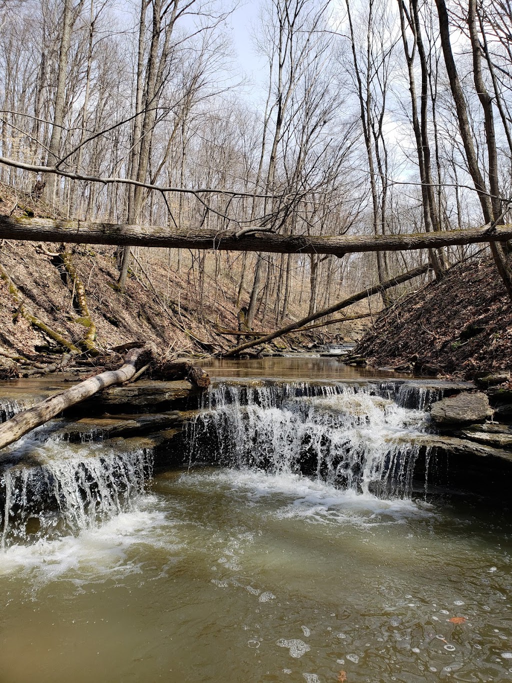 Halls Creek Woods State Nature Preserve | 3232 Mason Morrow Millgrove Rd, Morrow, OH 45152, USA | Phone: (614) 265-6561