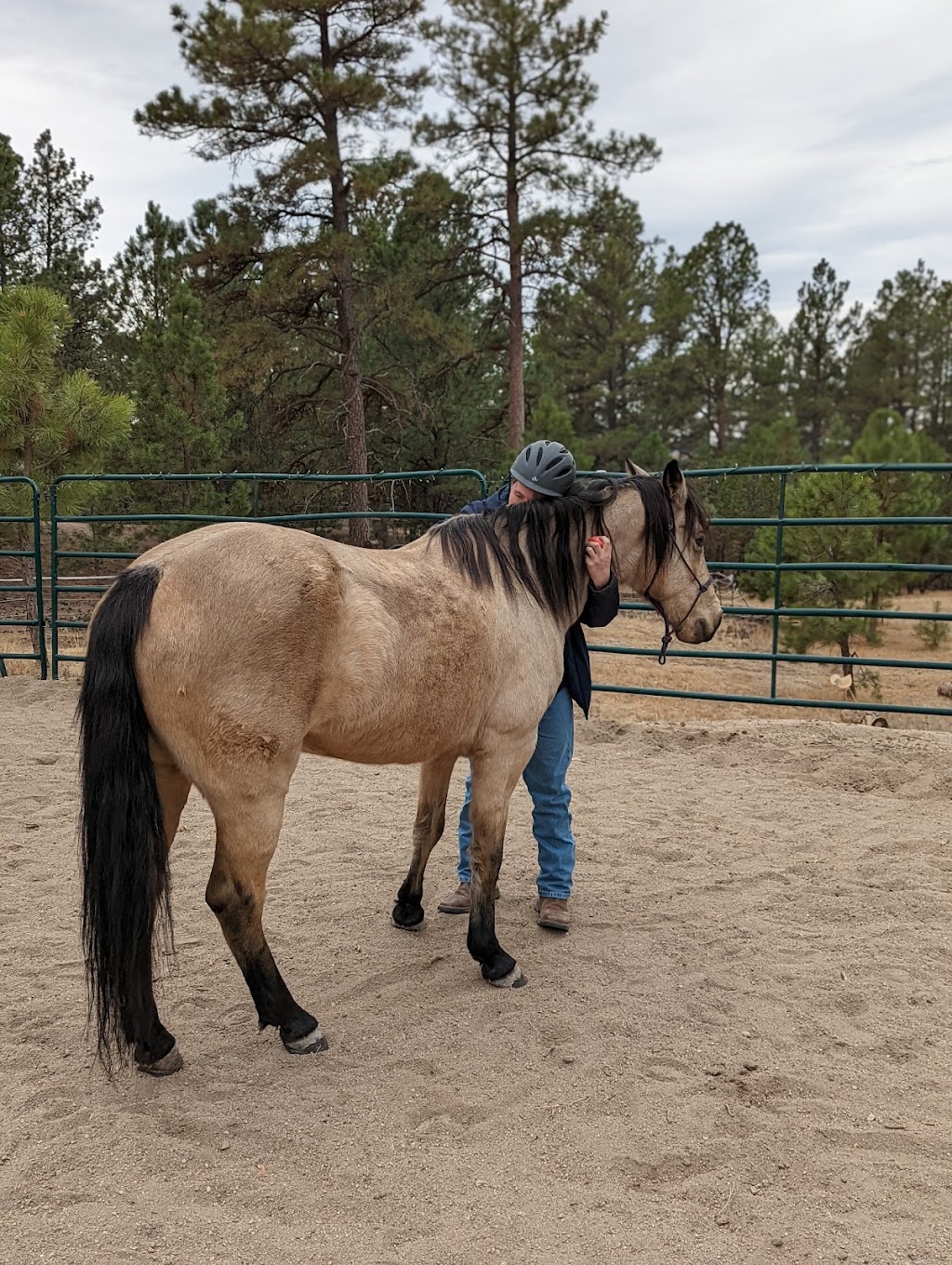 Connections Through Horses | 4817 National Western Dr, Denver, CO 80216, USA | Phone: (303) 646-6166