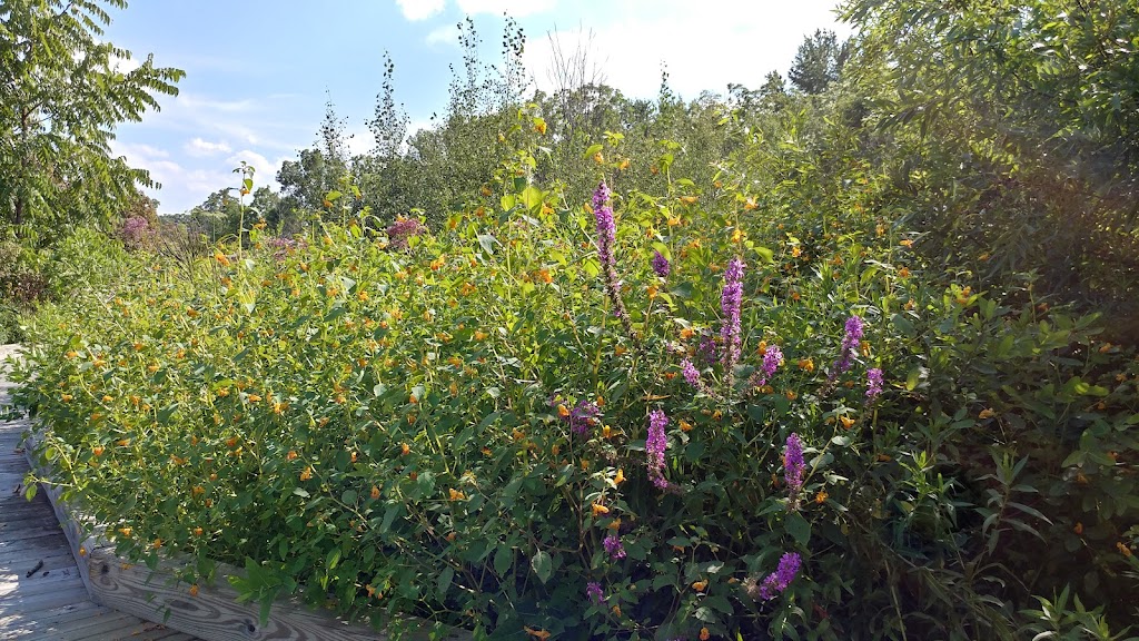 Clark & Avis Spike Preserve | 18700 Grass Lake Rd, Manchester, MI 48158, USA | Phone: (734) 971-6337