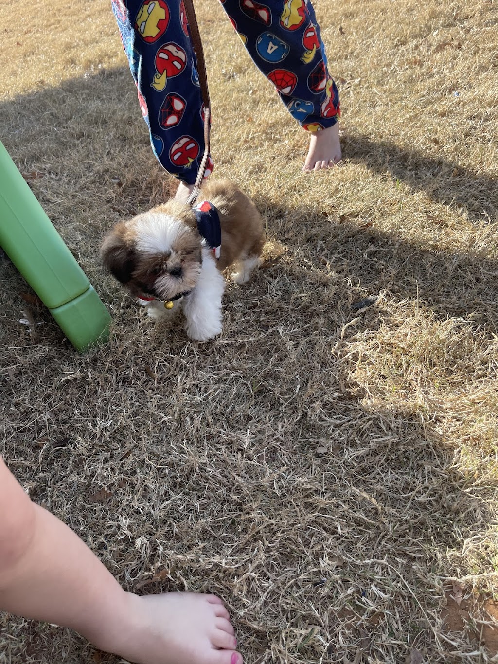 DreamAcresPuppies | Dream Acres Puppies, Tuttle, OK 73089, USA | Phone: (405) 892-3080