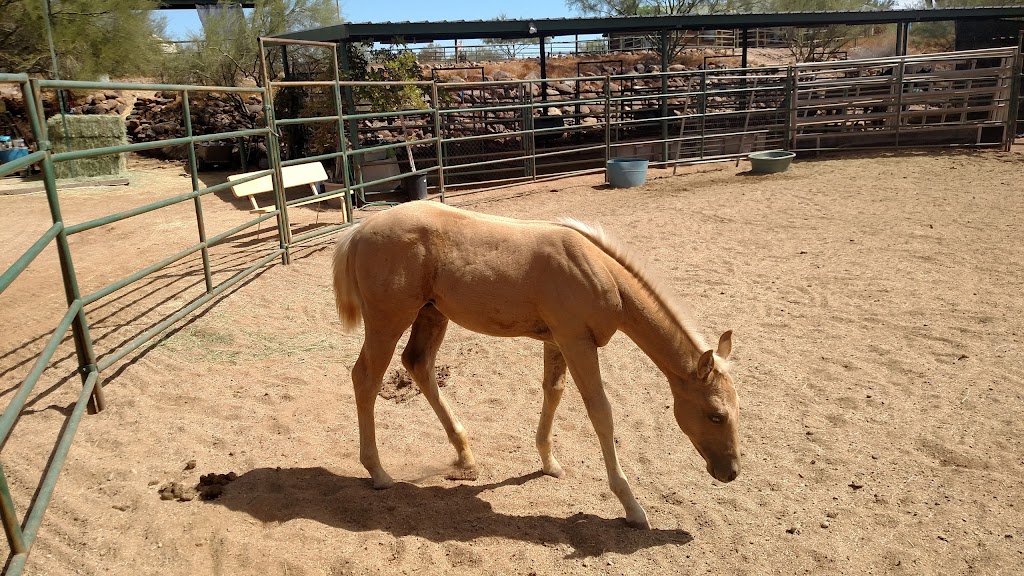 Desert Enclave Preserve | New River Rd, Cave Creek, AZ 85331, USA | Phone: (480) 488-6131