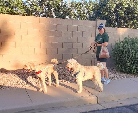 Shawnee Dog Park | 1400 W Mesquite St, Chandler, AZ 85224, USA | Phone: (480) 782-2727