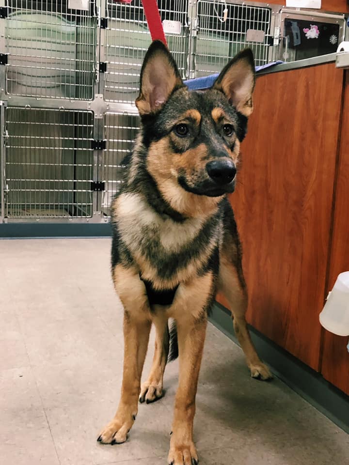 Forever Vets Animal Hospital of Murabella Parkway | 74 Capulet Dr Suite 204, St. Augustine, FL 32092, USA | Phone: (904) 679-3432