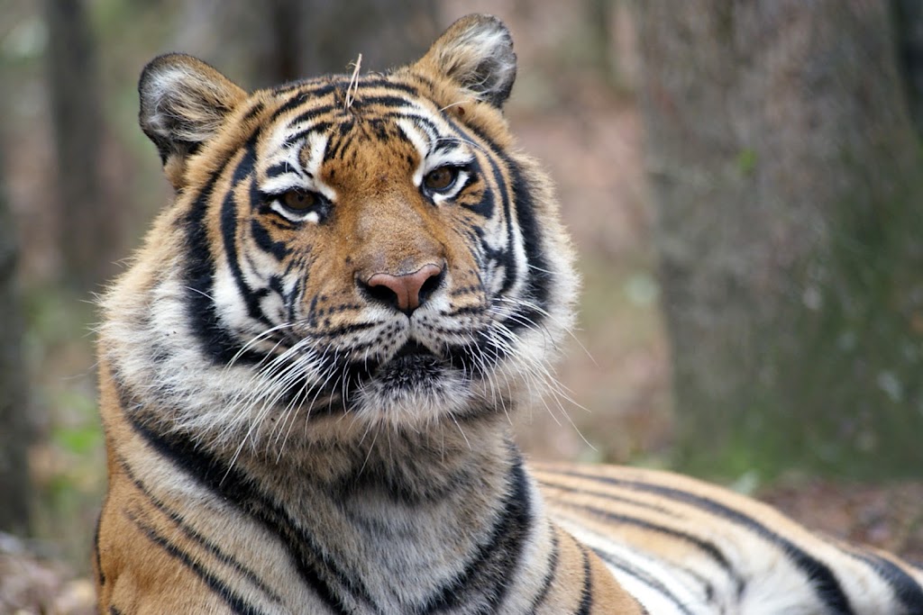 Carolina Tiger Rescue | 1940 Hanks Chapel Rd, Pittsboro, NC 27312, USA | Phone: (919) 542-4684