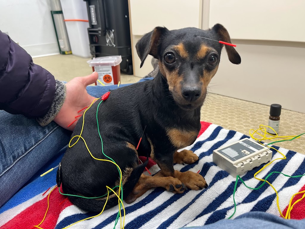The Visiting Vet North County | Vía Puerta Del Sol, Bonsall, CA 92003, USA | Phone: (760) 420-5523