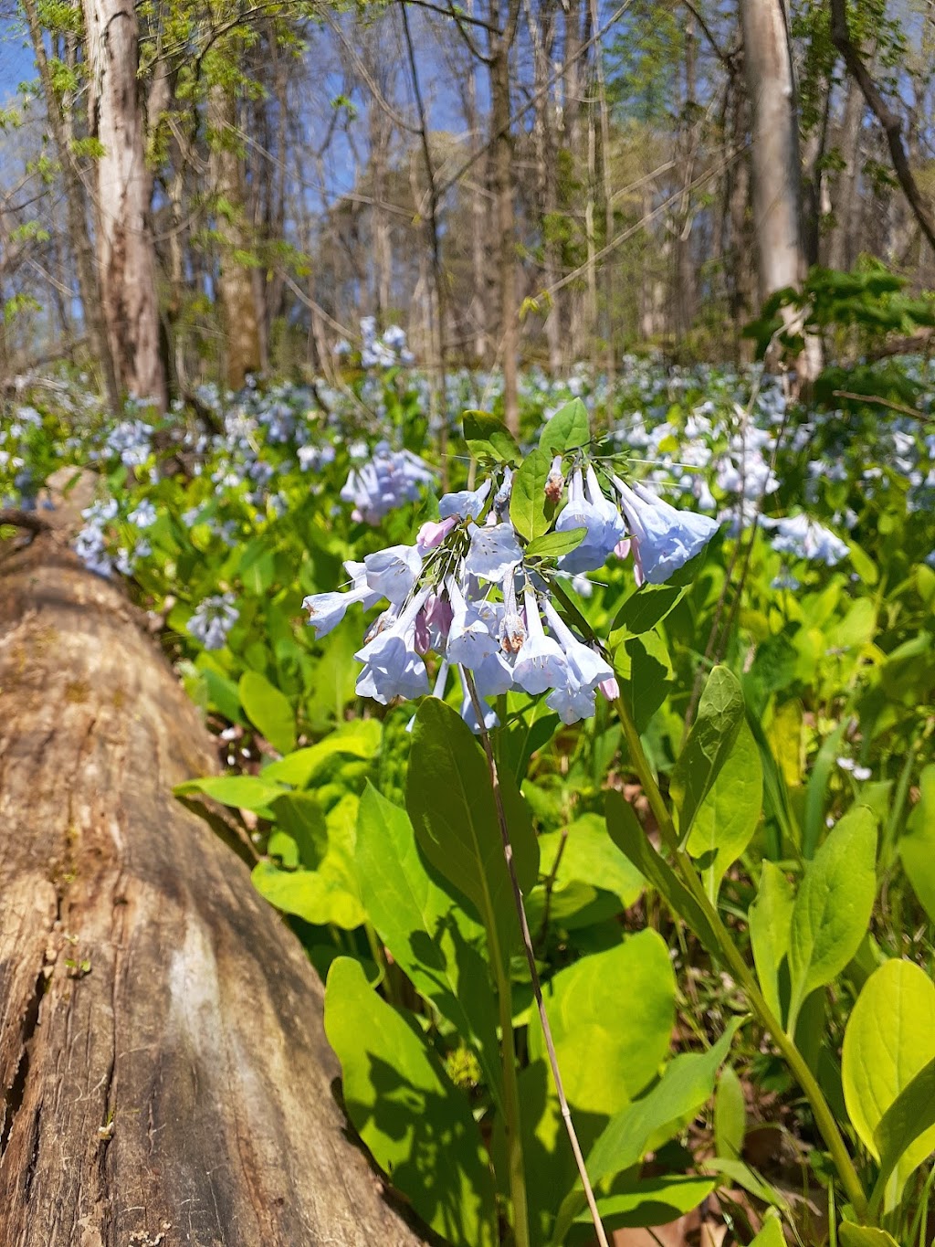 St. Francois State Park Campground | Bonne Terre, MO 63628, USA | Phone: (573) 358-2173