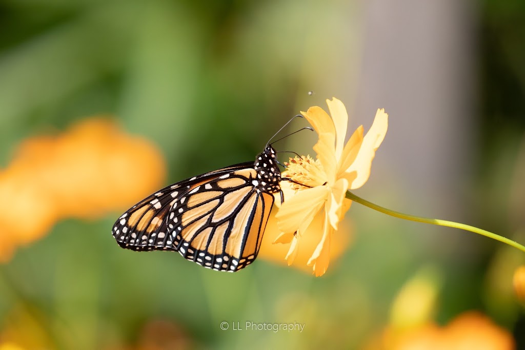 Bob Jones Nature Center and Preserve | 355 E Bob Jones Rd, Southlake, TX 76092, USA | Phone: (817) 748-8019