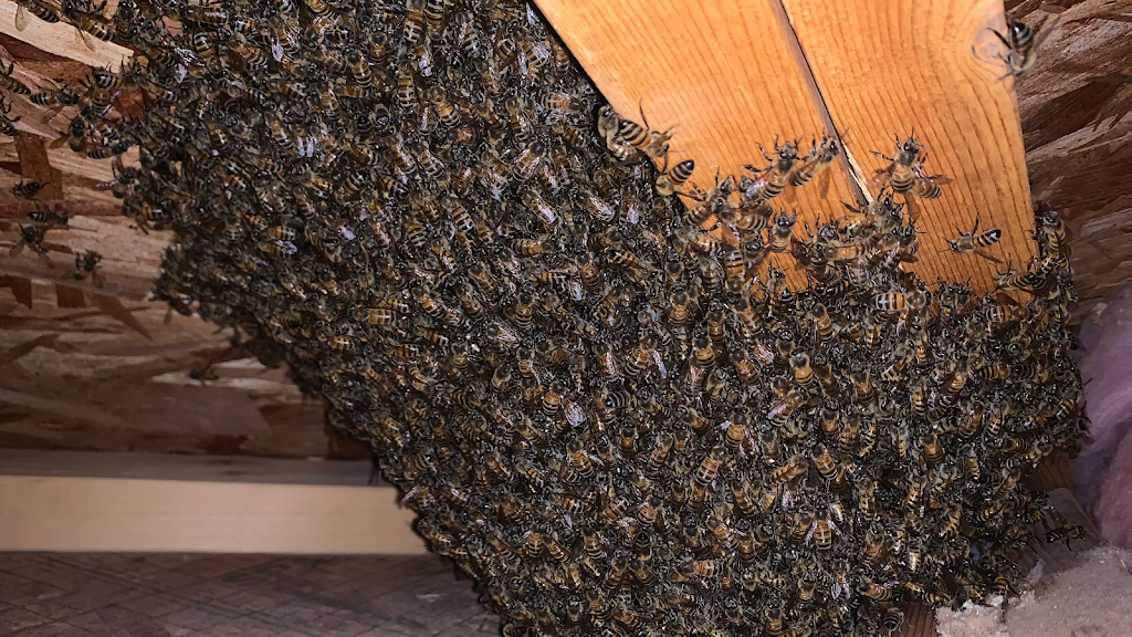 Stung and Sticky Beekeeper, LLC | 11924 S 212th Ave, Buckeye, AZ 85326, USA | Phone: (623) 882-5890