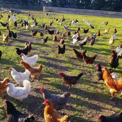 Corvus Farm - Regenerative Farming from Pescadero, California | 1701 Cabrillo Hwy, Pescadero, CA 94060, USA | Phone: (408) 402-1942