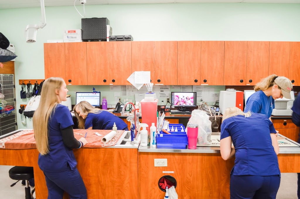 Forever Vets Animal Hospital of Murabella Parkway | 74 Capulet Dr Suite 204, St. Augustine, FL 32092, USA | Phone: (904) 679-3432