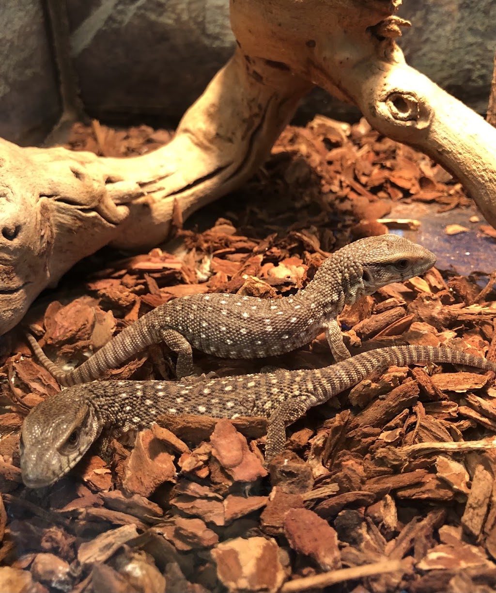 S &K Pet Shop Reptiles and Birds and supplies | 2560N Perris Boulevard, SuiteN3, Perris, CA 92571, USA | Phone: (951) 907-2457