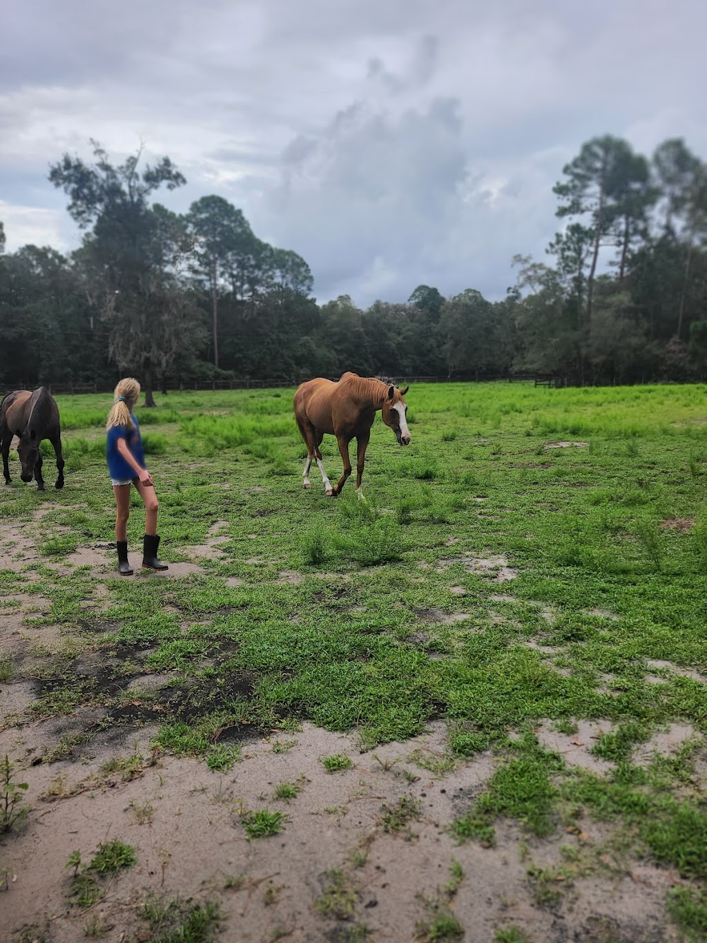 Highland Horse Farm | 5118 Cattail St, Middleburg, FL 32068, USA | Phone: (651) 353-8104