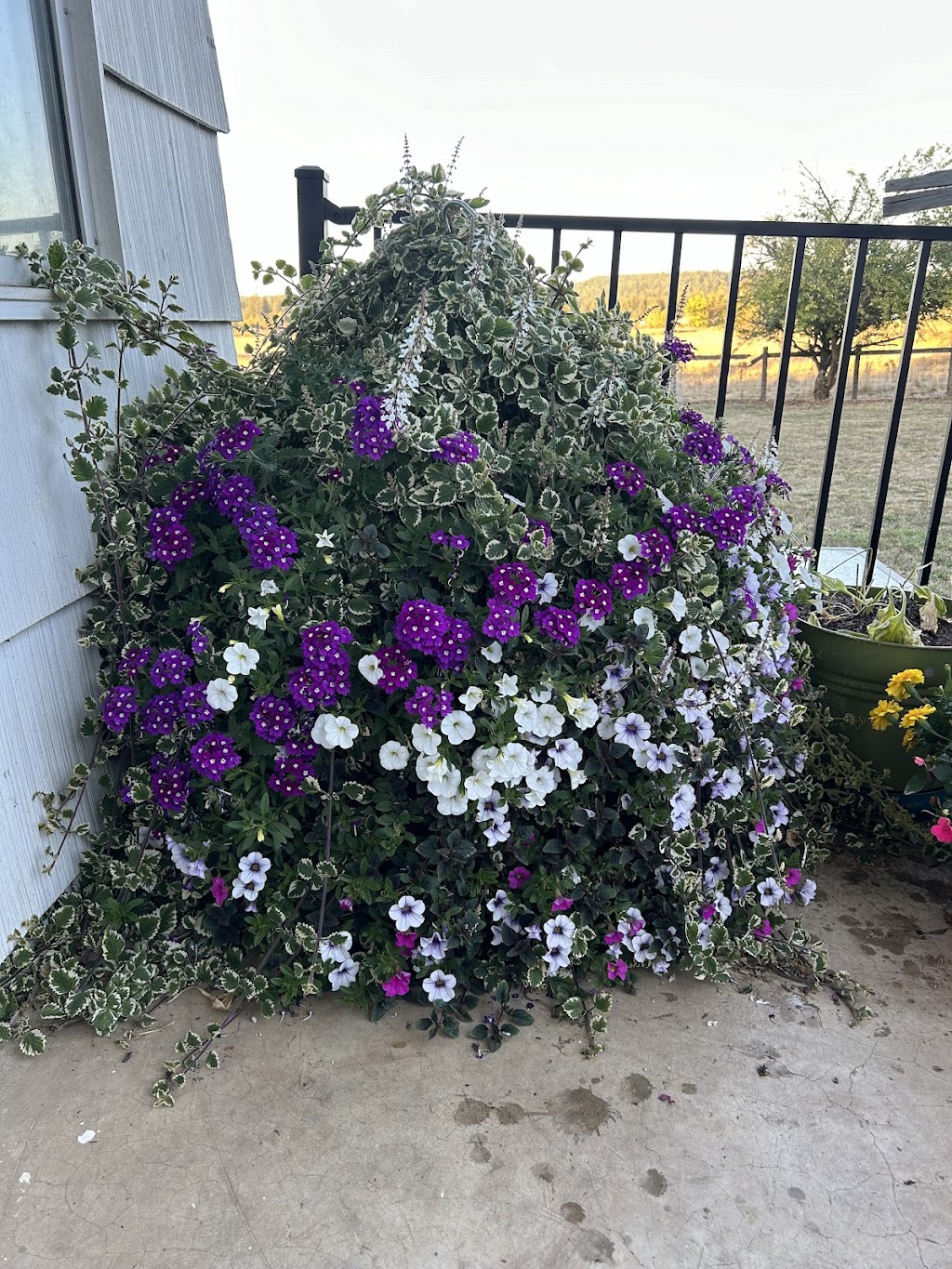 Campbell Farms | 4676 OR-211, Woodburn, OR 97071, USA | Phone: (503) 634-2706