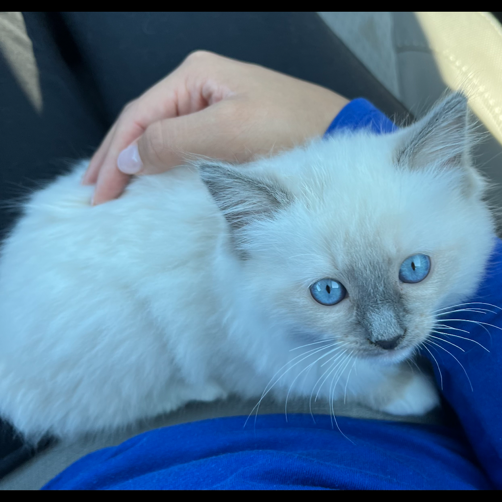 Ragdoll Kittens by Kelly | Citron at Bedford Community, 4166 Horvath St, Corona, CA 92883, USA | Phone: (951) 534-1115
