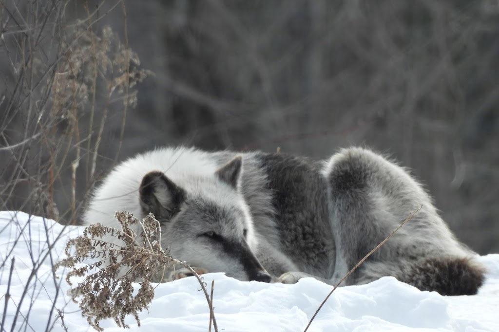 Shalom Wildlife Zoo | 1901 Shalom Dr, West Bend, WI 53090, USA | Phone: (262) 338-1310