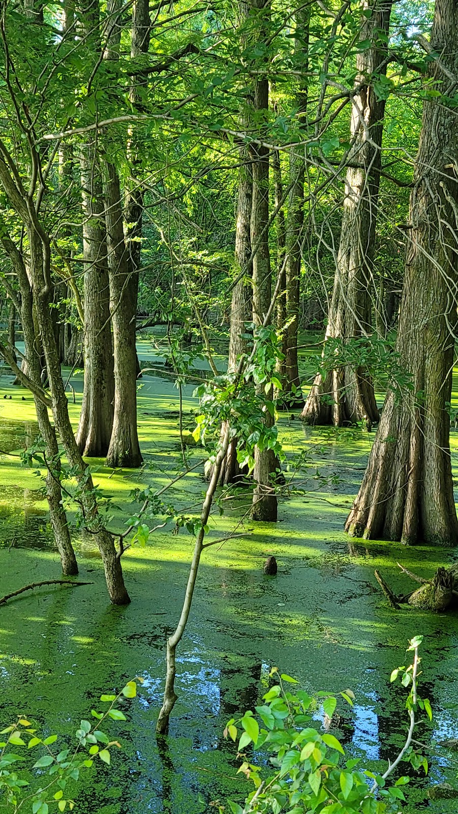 Wapanocca National Wildlife Refuge | 178 Hammond Ave, Turrell, AR 72384, USA | Phone: (870) 343-2595