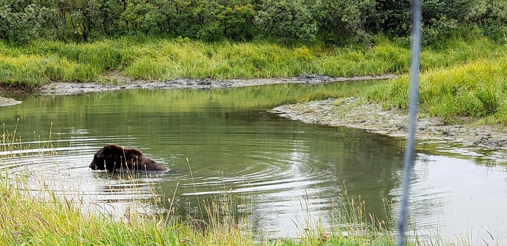 Bull Elk Exhibit | 43520 Seward Hwy, Girdwood, AK 99587, USA | Phone: (907) 783-0058