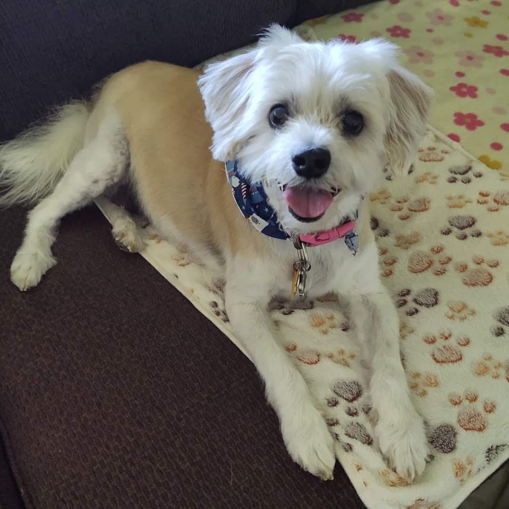 Heritage Veterinary Clinic | 4392 S FM 51, Decatur, TX 76234, USA | Phone: (940) 626-8284