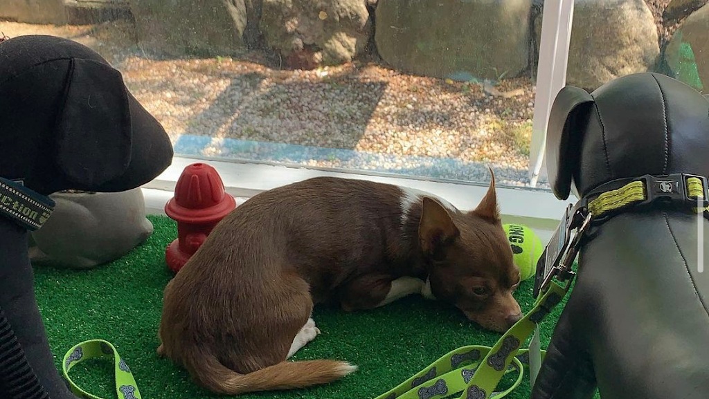 Pups on Main | 75 Main St, Cold Spring Harbor, NY 11724, USA | Phone: (631) 498-6668