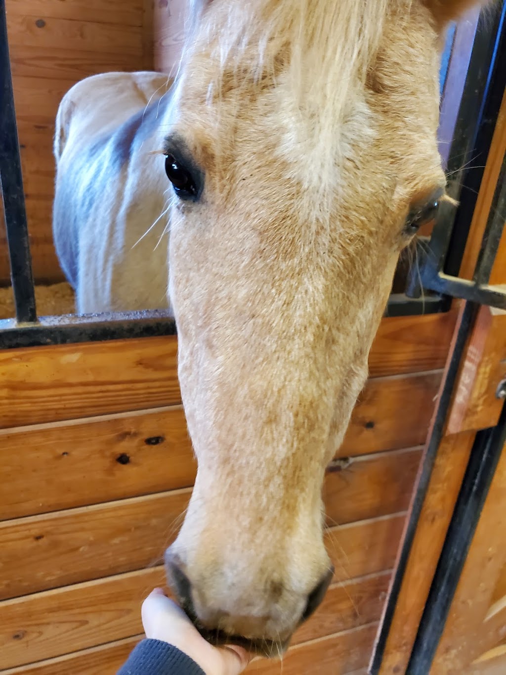 Silver Spurs Equestrian Center | 357 State Hwy EE, Winfield, MO 63389, USA | Phone: (636) 668-8683 Silver Spurs Equestrian Center | 357 State Hwy EE, Winfield, MO 63389, USA | Phone: (636) 668-8683