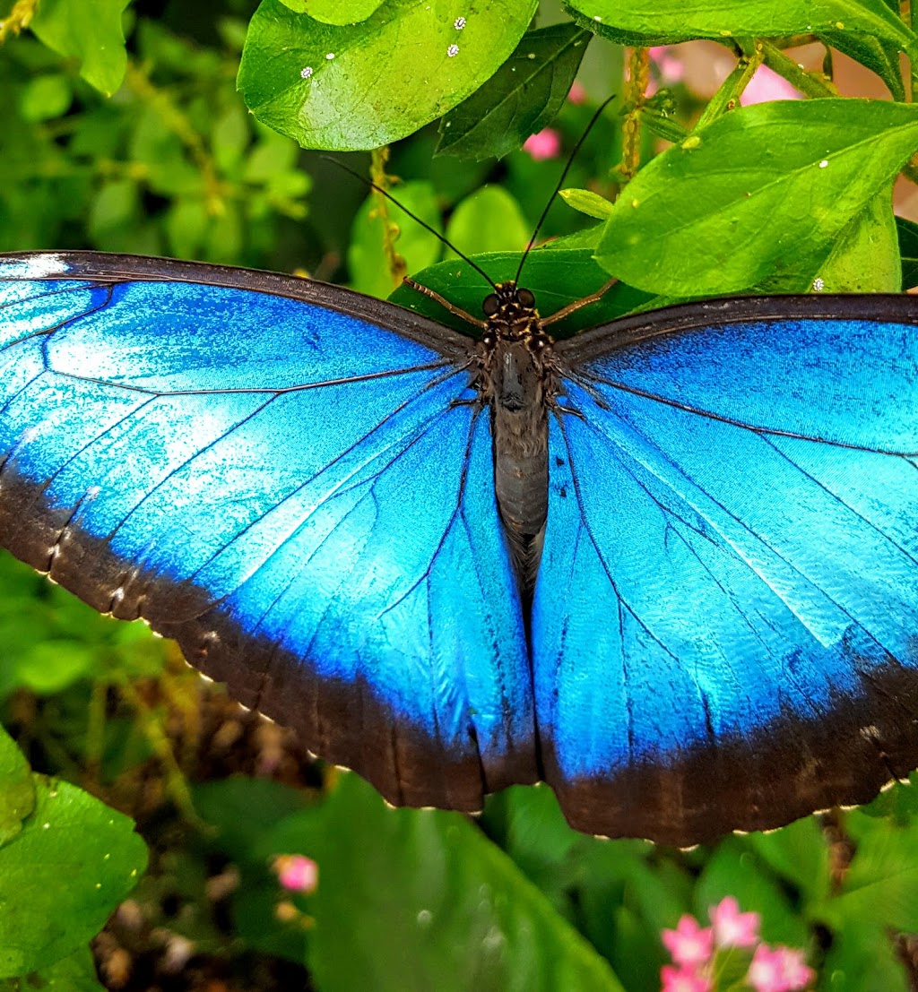 The Butterfly House | 11455 Obee Rd, Whitehouse, OH 43571, USA | Phone: (419) 877-2733