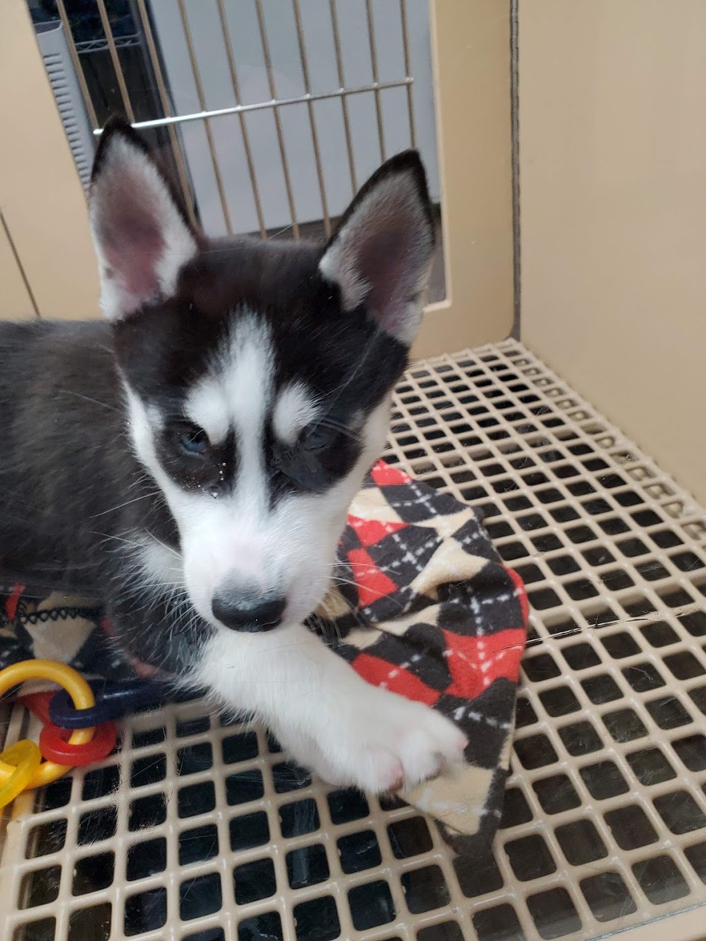 Petland West Wichita | 3520 N Maize Rd, Wichita, KS 67205, USA | Phone: (316) 252-8565