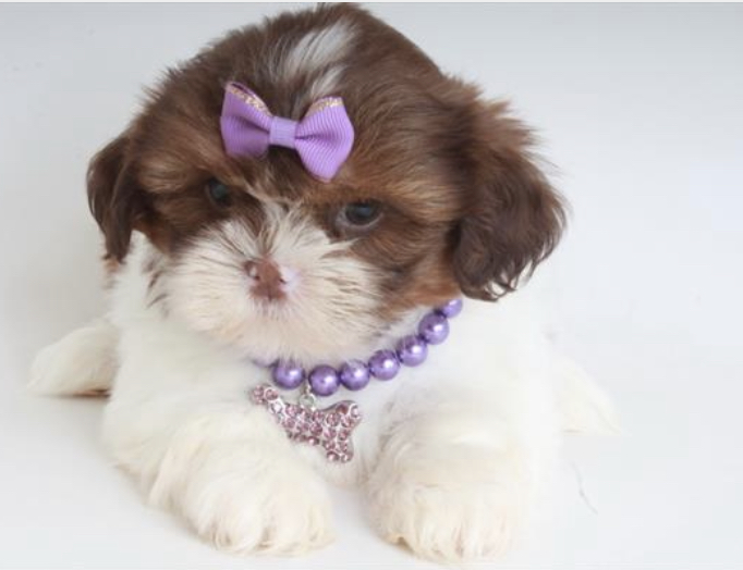 Puppy Dreams - Arlington | 2401 W Pioneer Pkwy #145, Pantego, TX 76013, USA | Phone: (682) 270-0092