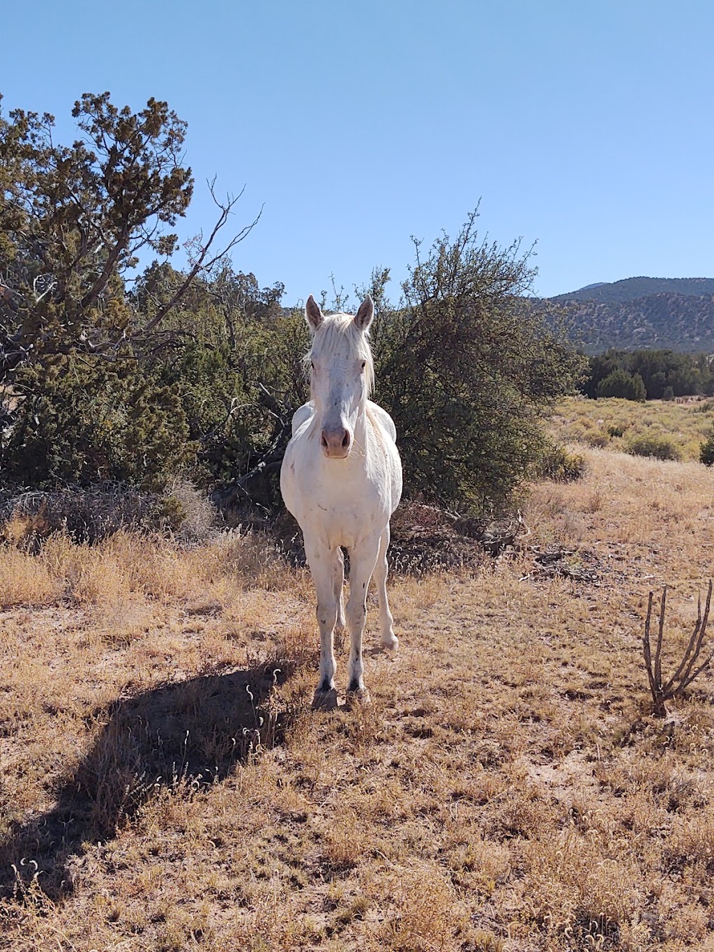 Turquoise Trail Pleasure Riding | 1511 NM-14, Golden, NM 87047 | Phone: (505) 280-1319