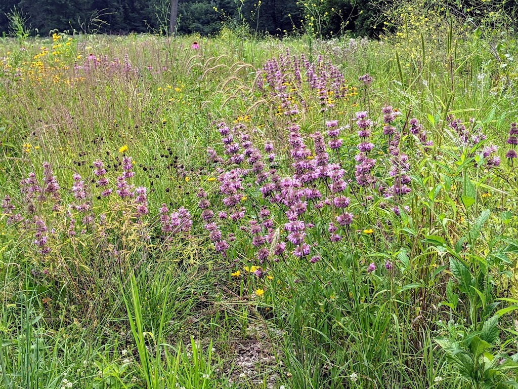 Don Miller Memorial Park (Formerly River Cliff Park) | 1329 Tiffin St, Fremont, OH 43420, USA | Phone: (419) 334-4495